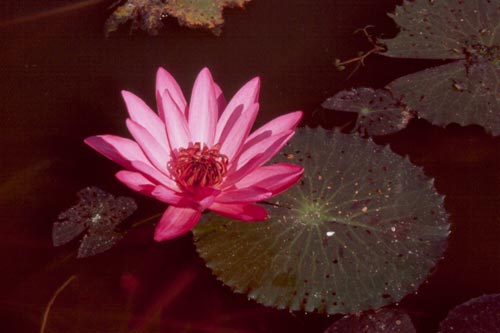 There are about 40 species of water lily in the world, plus many hybrids and