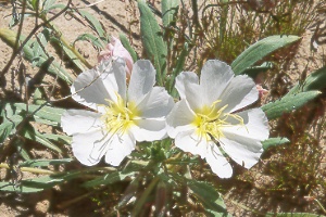 evening primrose (Oenothera sp.)