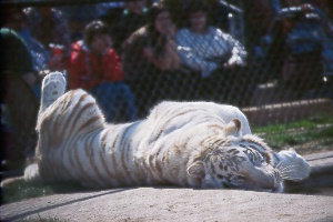 white tiger taking a break